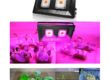LED flood grow light 100W