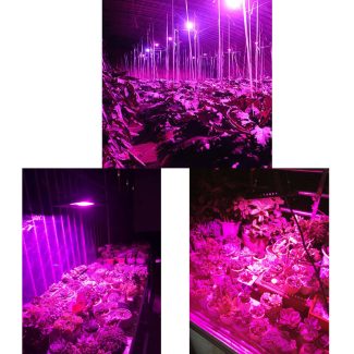 LED growing lamps 150 Watts